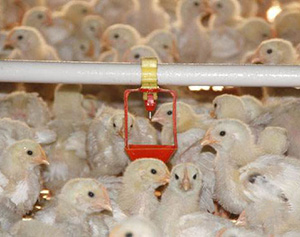 孵化機出雛率的衡量指標有哪些呢 ?