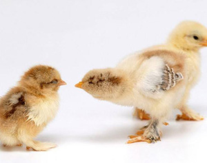 孵化機廠房的研究與設計