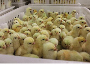 種雞種鴨的公母比例