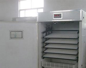 關于孵化機孵化的種蛋的照光的作用