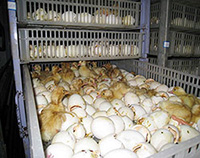 機器超高溫報警